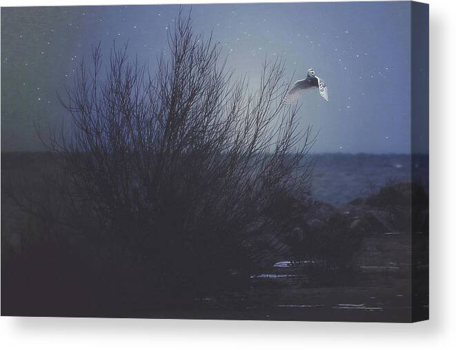 Cold Canvas Print featuring the photograph The Owl by Carrie Ann Grippo-Pike