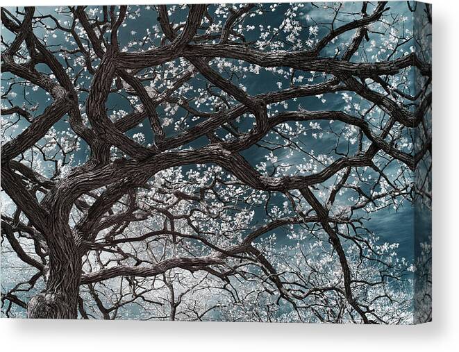 Oak Canvas Print featuring the photograph The Picnic Oak ver2 - Oak leafing out at Lake Kegonsa state park in infrared by Peter Herman