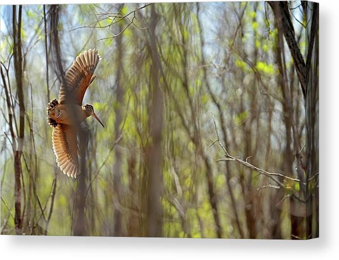 American Woodcock Canvas Print featuring the photograph The Queen of the Woods in flight by Asbed Iskedjian