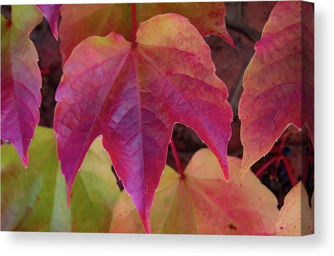 The Red Leaf Canvas Print featuring the photograph The Red Ivy Leaf by Christina McGoran