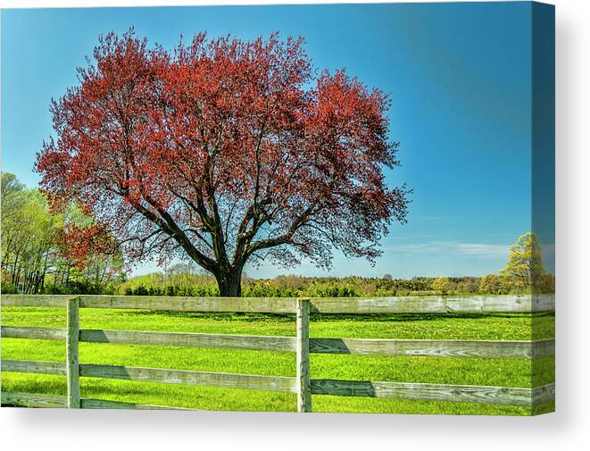 Tree Canvas Print featuring the photograph The Red Tree by Cathy Kovarik