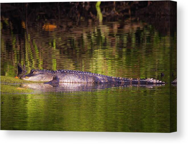 Alligator Canvas Print featuring the photograph The River Alligator by Mark Andrew Thomas