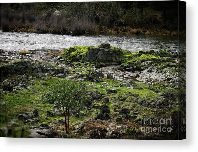 Rouge River Canvas Print featuring the photograph The Rouge River I by Theresa Fairchild