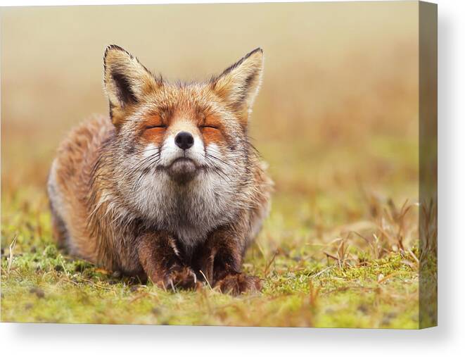 Fox Canvas Print featuring the photograph The Smiling Fox by Roeselien Raimond