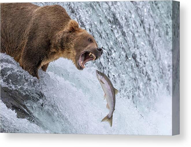 Bear Canvas Print featuring the photograph The Space Between - Horizontal Crop by Randy Robbins