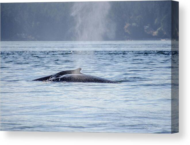 Humpback Whales Canvas Print featuring the photograph The Spirit Revealed Mother and Child Humpback Whales by Roxy Hurtubise