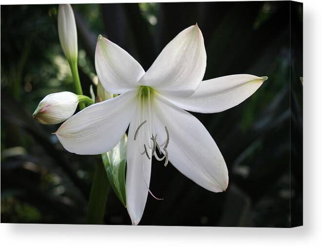Florida Canvas Print featuring the photograph The St. Christopher Lily by Robert Carter