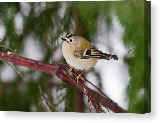 Finland Canvas Print featuring the photograph The tiny king of Winter. Goldcrest by Jouko Lehto