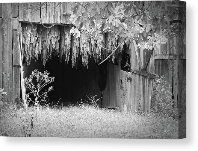 Elliott Canvas Print featuring the photograph The Tobacco Is Hung by Randall Evans