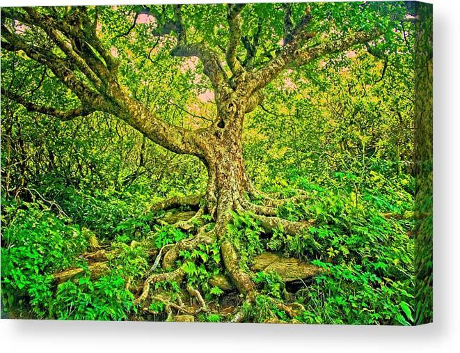 Tree Canvas Print featuring the photograph The Tree by Allen Nice-Webb