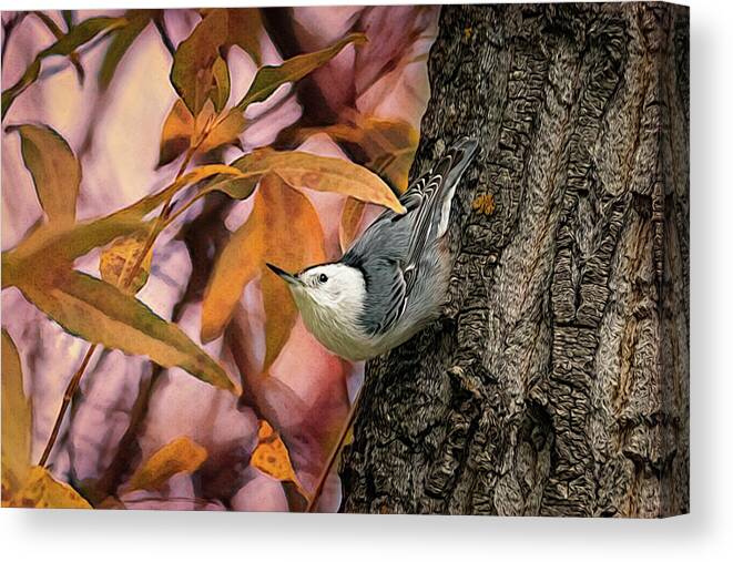 Nuthatch Canvas Print featuring the photograph The Upside Down Percher by Debra Martz