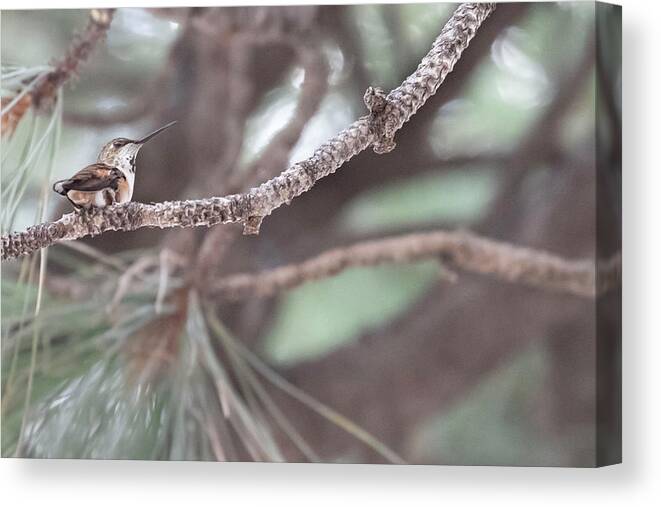Hummingbird Canvas Print featuring the photograph The Watcher by Laura Putman
