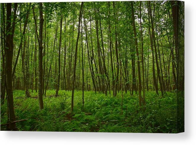 Green Canvas Print featuring the photograph The World is Quiet Here by Ingrid Zagers