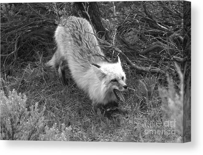 Fox Canvas Print featuring the photograph The Yawn And Stretch Black And White by Adam Jewell