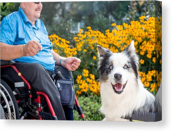 Pets Canvas Print featuring the photograph Therapy Dog Helping Disabled Senior Man On Wheelchair by CasarsaGuru