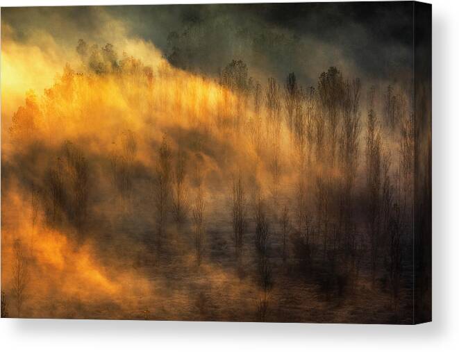 Bulgaria Canvas Print featuring the photograph Thin Forest by Evgeni Dinev