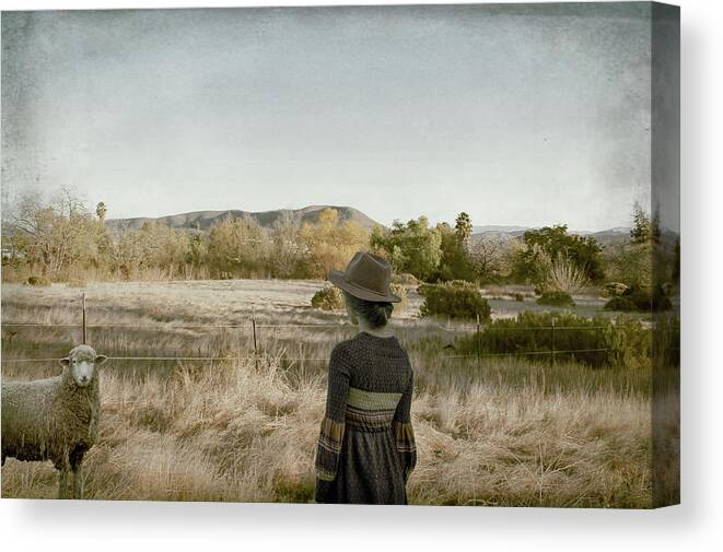 Sheep Canvas Print featuring the photograph This Beautiful Life by Alison Frank
