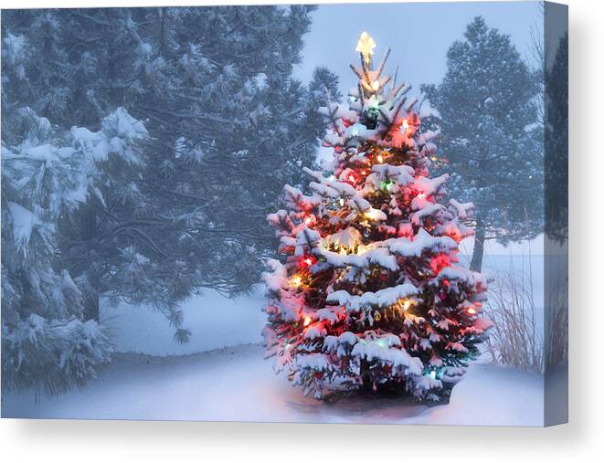 Saturated Color Canvas Print featuring the photograph This Tree Glows Brightly On Snow Covered Foggy Christmas Morning by Ricardoreitmeyer