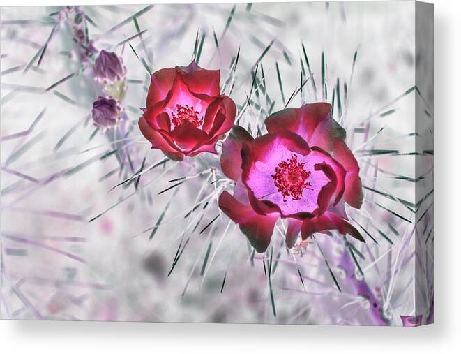 Cactus Canvas Print featuring the photograph Thorny Situation in Red by Missy Joy