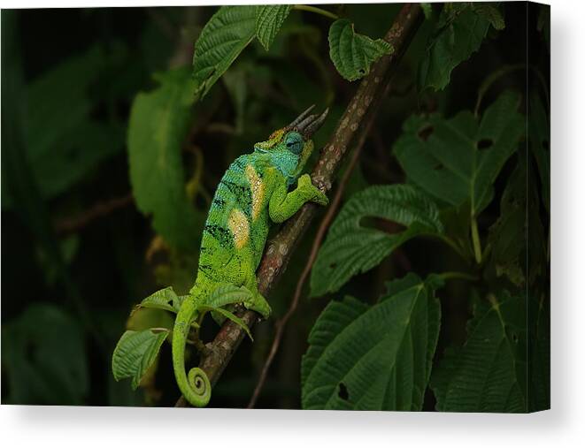 Chameleon Canvas Print featuring the photograph Three-Horned Chameleon by Melihat Veysal