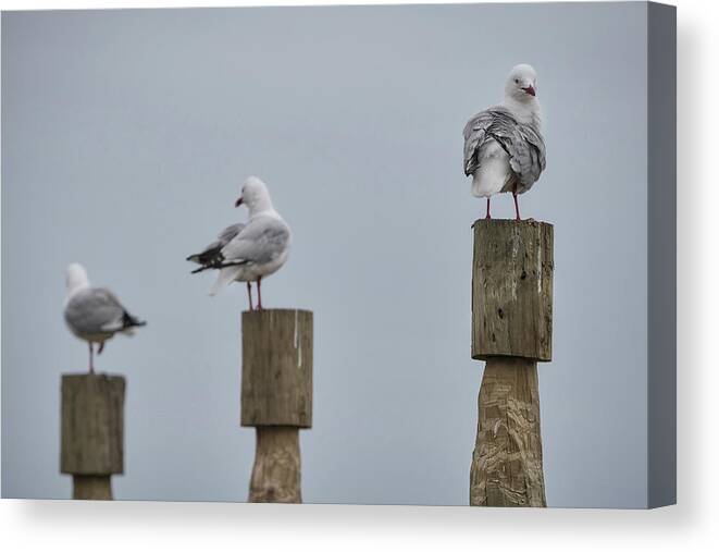 Animal Canvas Print featuring the photograph Three of the many seagulls near the Albatross Centre in Dunedin by Anges Van der Logt