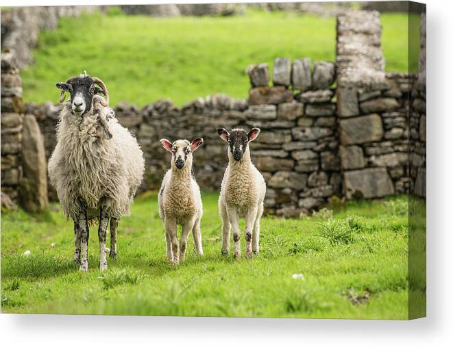 Animals Canvas Print featuring the photograph Three Sheep Standing their Ground by Dennis Dame
