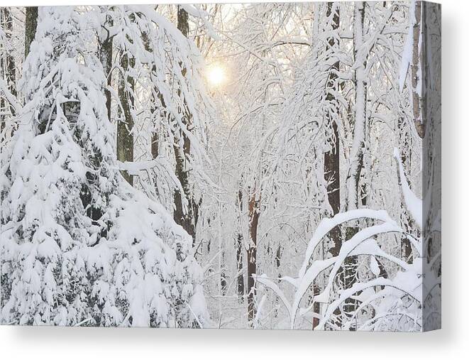 Snow Canvas Print featuring the photograph Through the Trees by Addison Likins