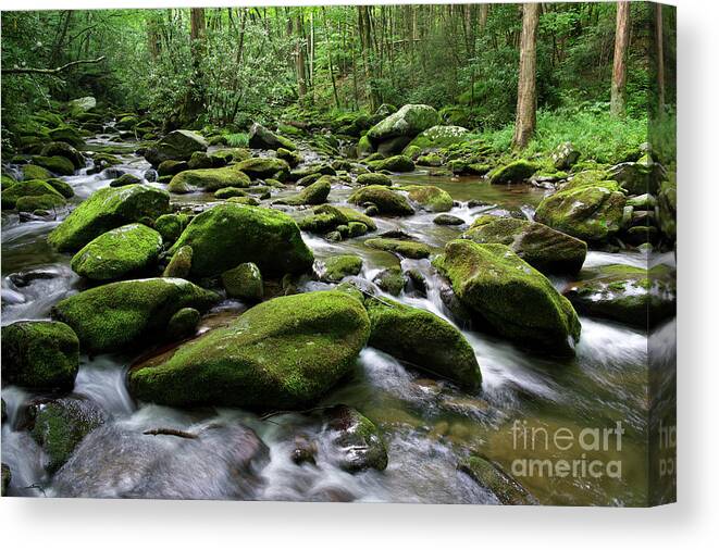 Smoky Mountains Canvas Print featuring the photograph Thunderhead Prong 7 by Phil Perkins
