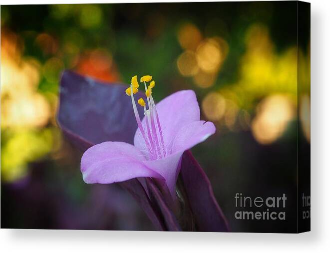 Flower Canvas Print featuring the photograph Tibouchina 1 by Anthony Burokas