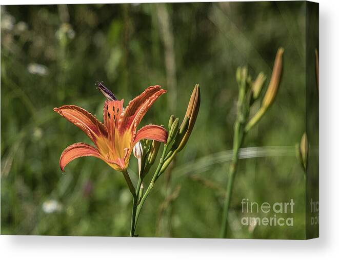 Clarksburg Canvas Print featuring the photograph Tiger Lilies by Kathy McClure