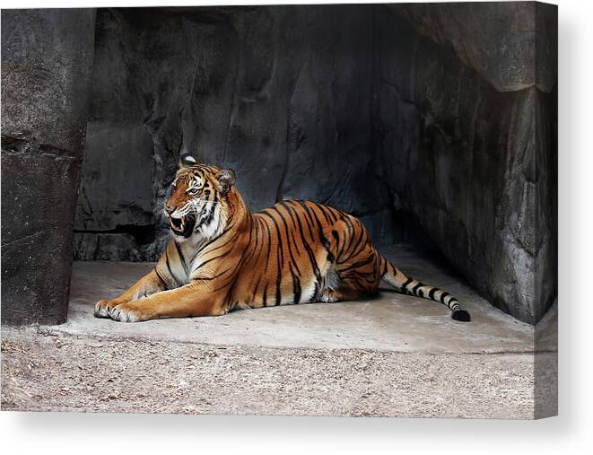 Tiger Canvas Print featuring the photograph Tiger LP 2A by Sally Fuller