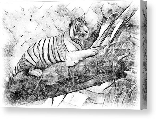 Drawing Canvas Print featuring the photograph Tiger Posing by Debra Kewley
