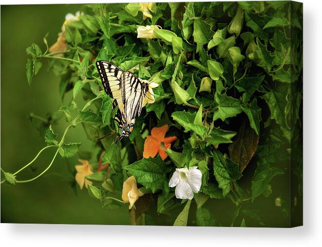 Butterfly Photography Canvas Print featuring the photograph Tiger Swallowtail Butterfly Photograph by Gwen Gibson