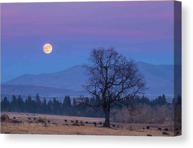 Moonrise Canvas Print featuring the photograph Till the Cows Come Home by Randy Robbins