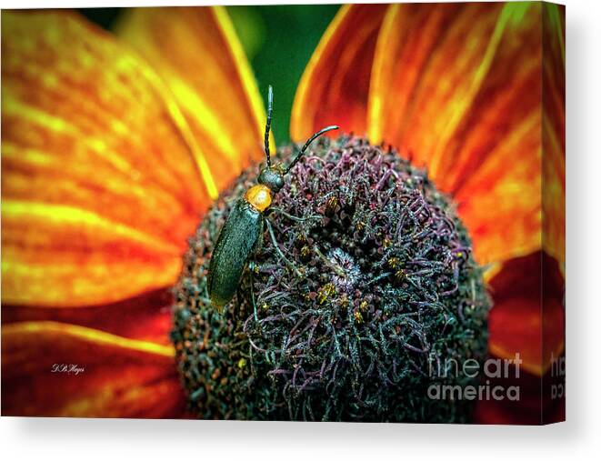 Insects Canvas Print featuring the photograph Tiny World by DB Hayes