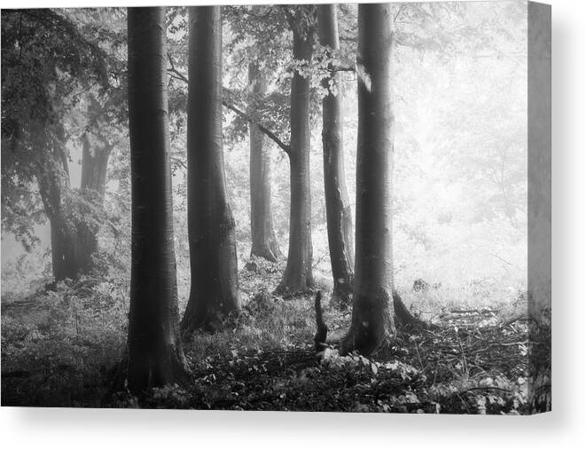 Black And White Woodland Landscape Canvas Print featuring the photograph Together we are stronger by Cosmin Stan