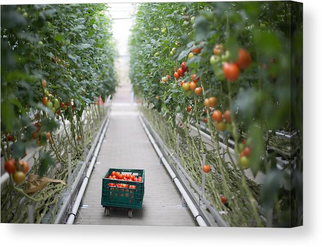 Berlin Canvas Print featuring the photograph Tomatoes ripening in greenhouse by Alvarez