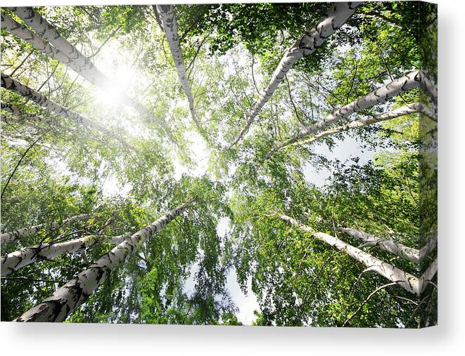 Tree Canvas Print featuring the photograph Top Of Summer Birch Trees by Mikhail Kokhanchikov