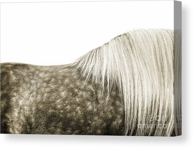 Photographs Canvas Print featuring the photograph Touch of Gold - horse art by Lisa Saint