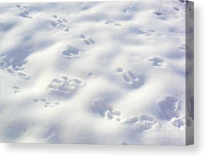 Snow Canvas Print featuring the photograph Tracks and Shadows by Kae Cheatham
