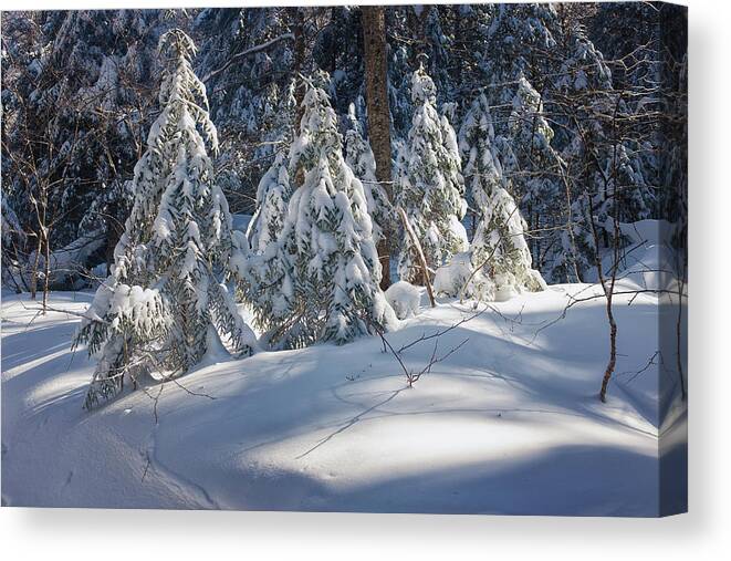 New Hampshire Canvas Print featuring the photograph Trailside Light by Jeff Sinon