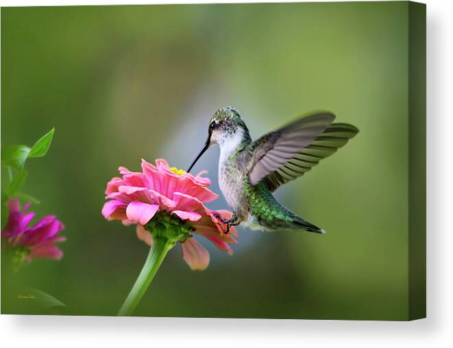 Hummingbird Canvas Print featuring the photograph Tranquil Joy by Christina Rollo