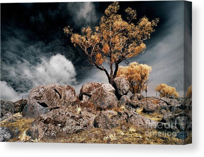 Tree Canvas Print featuring the photograph Tree and Rocks by Russell Brown