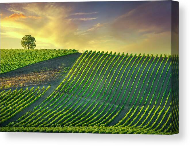 Vineyard Canvas Print featuring the photograph Tree and Vineyards at Sunset. Castellina in Chianti by Stefano Orazzini