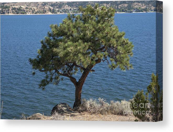 Tree Canvas Print featuring the photograph Tree By The Missouri by Kae Cheatham