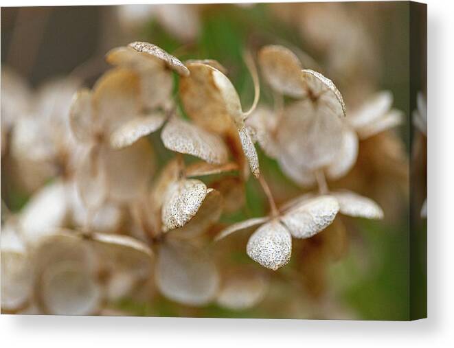 Flower Canvas Print featuring the photograph Tree Close Up by Amelia Pearn