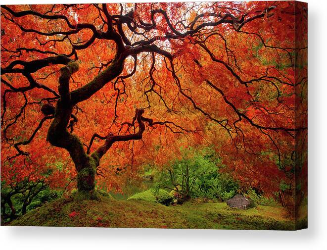 Fall Canvas Print featuring the photograph Tree Fire - New and Improved by Darren White