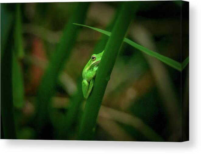 Frog Canvas Print featuring the photograph Tree Frog-1 by John Kirkland