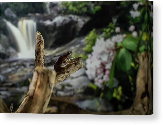 Tree Frog Canvas Print featuring the photograph Tree frog mouth wide open by Dan Friend