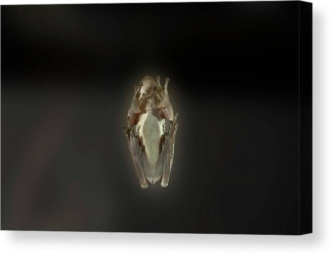 Tree Frog Canvas Print featuring the photograph Tree frog stuck on glass by Dan Friend